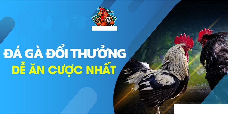 Jun88 - Trang đá gà trực tiếp đáng tin cậy 2024